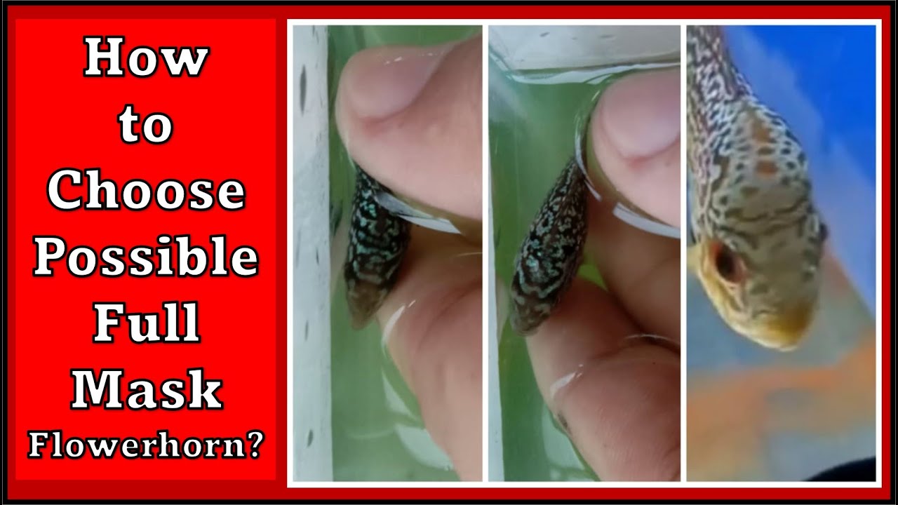 How to choose possible full mask flowerhorn fry???