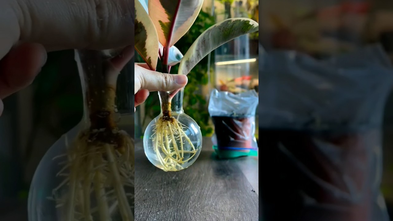 How to propagate a rubber plant | Cutting rubber plant | #shorts #short #viral #rubberplants