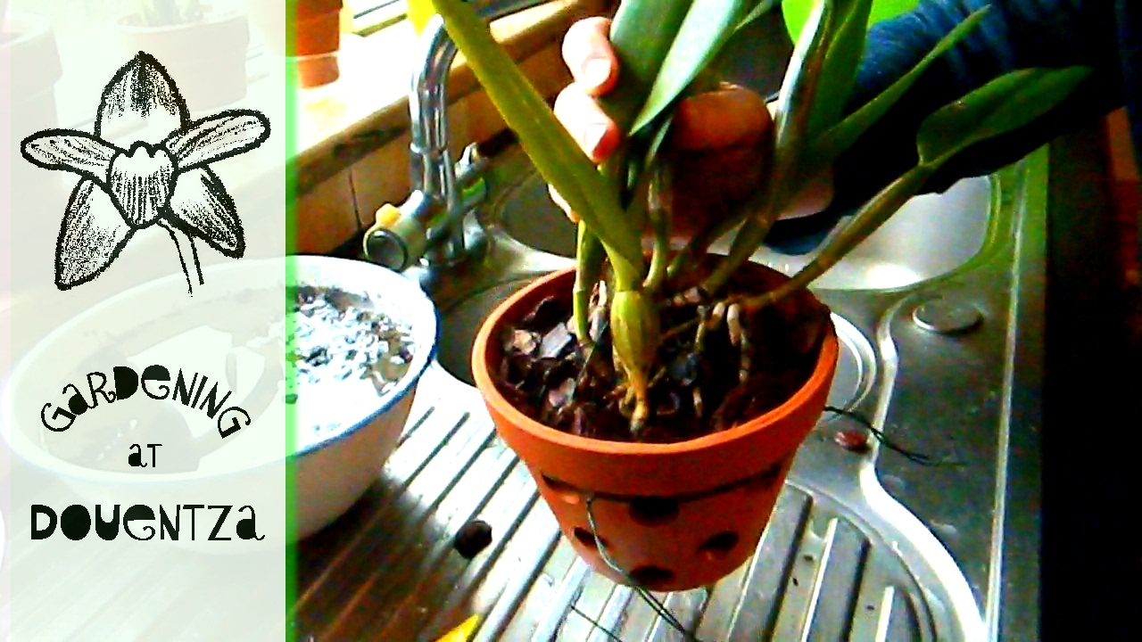 Repotting A Cattleya The Traditional Way - tips & tricks