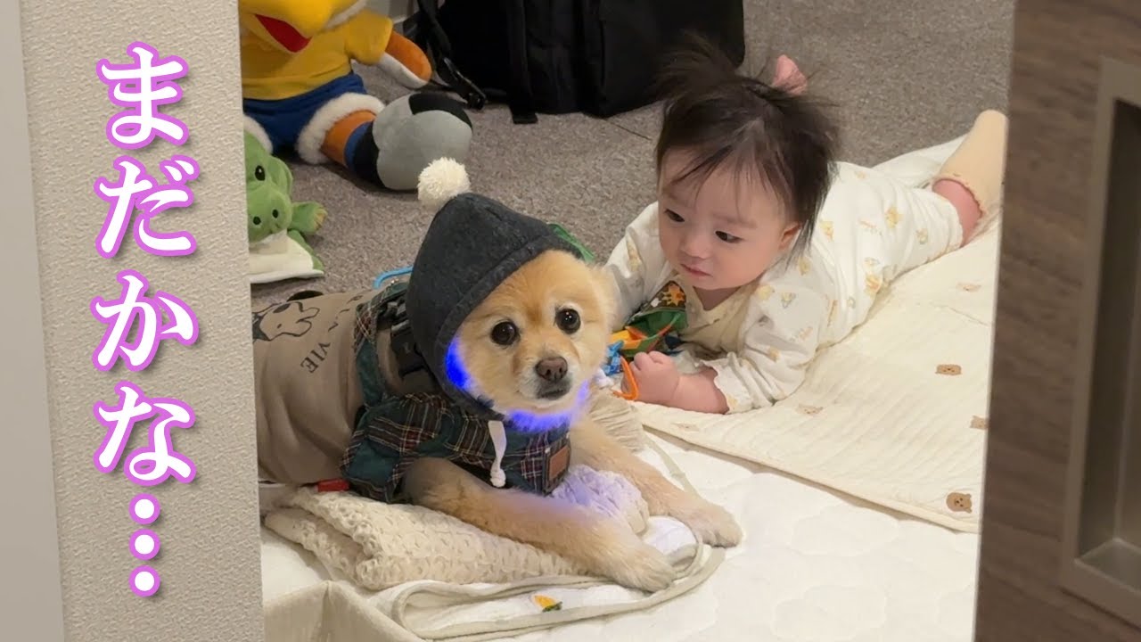 大好きな赤ちゃんの隣で散歩を待ち続けるポメラニアンが可愛過ぎました…笑