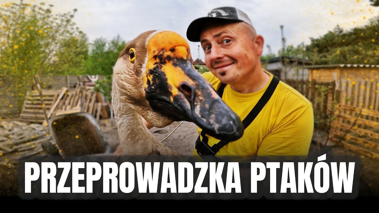 🦆 PTAKI NA NOWYM PODWÓRKU 🦆 + sadzę ozdobne trawy 🌾 MOJE MINI ZOO / odc. 637