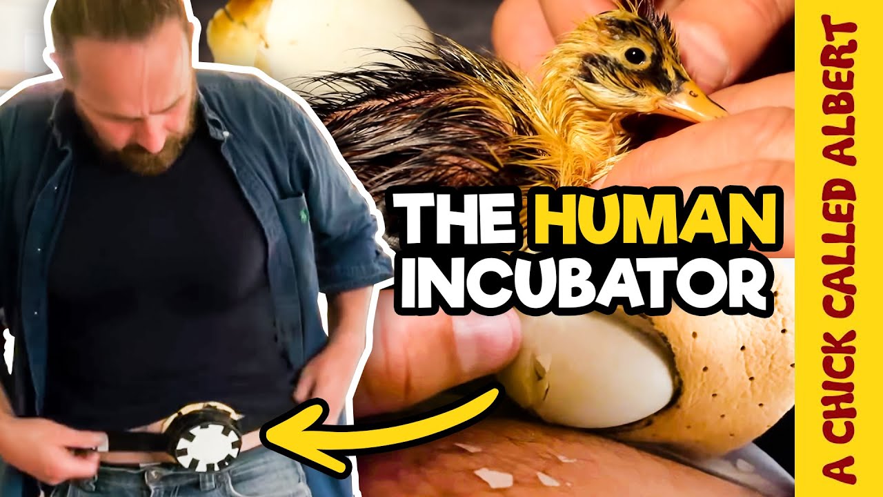 I made a Human Incubator to hatch a bird egg