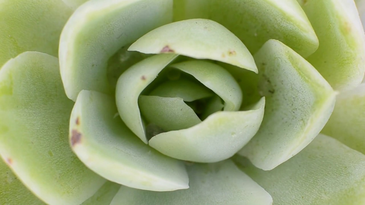 Trasplante de la suculenta Echeveria elegans