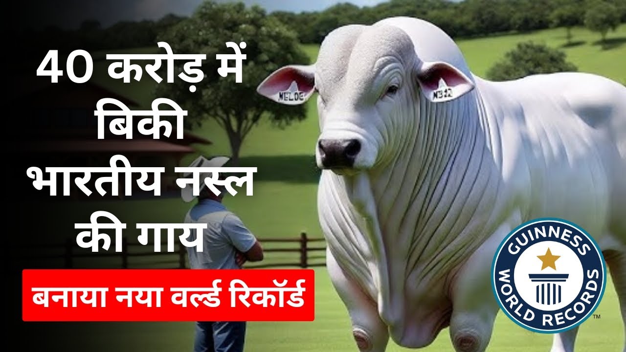 Most Expensive Cow in the World | Nelore Viatina 19 Cow | What Makes this cow So Special?