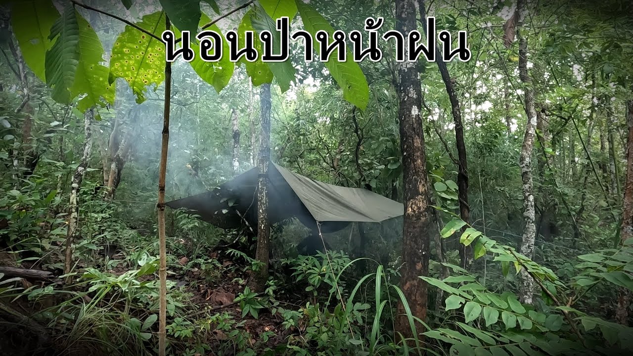 นอนคนเดียวในป่าหน้าฝน ผูกเปลนอนริมลำห้วยน้ำไหล บรรยากาศฝนตกทั้งคืนอากาศชื้นเห็ดออกเยอะมาก