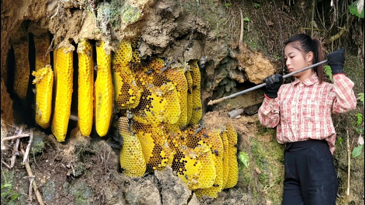 The process of exploiting wild honey for propagation - mingling with nature episode 3 - ha thi muon