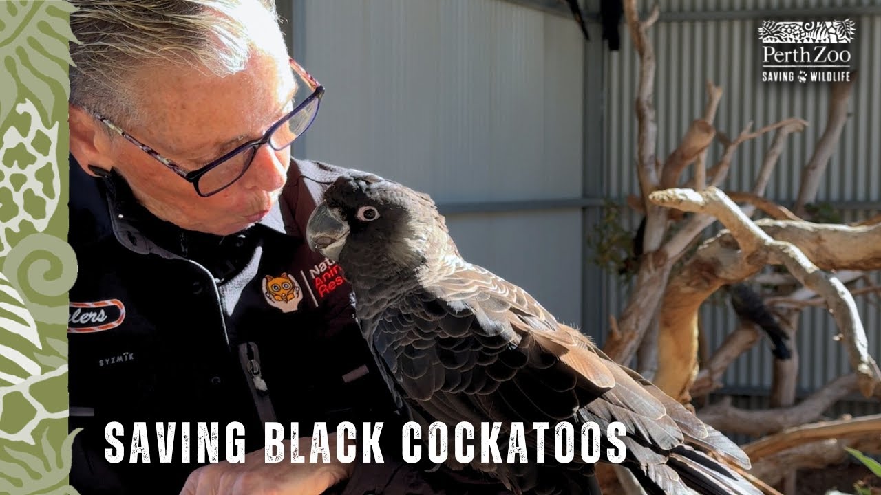 Saving wild cockatoos: Meet Black Cockatoo Manager Lizzie Helliwell