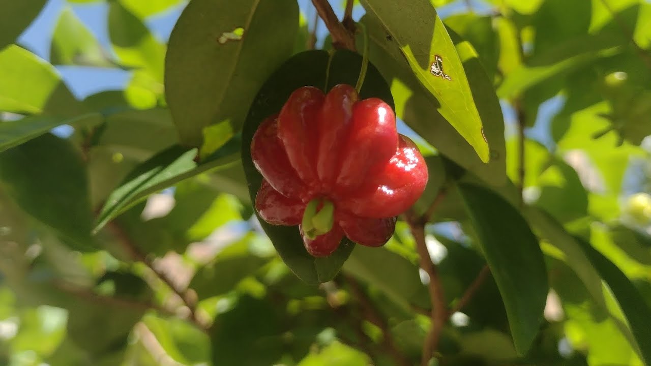 COMO TER PITANGA ROXA NO VASO - PLANTADA /PRIMEIRO FRUTO - PITANGA ROXA 