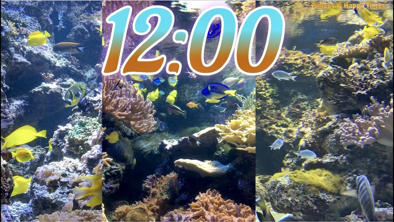 12 Minute Aquarium Timer/Countdown With Relaxing Music 🐟🐠|Cuenta Regresiva de 12 Minutos con M&uacute;sica.