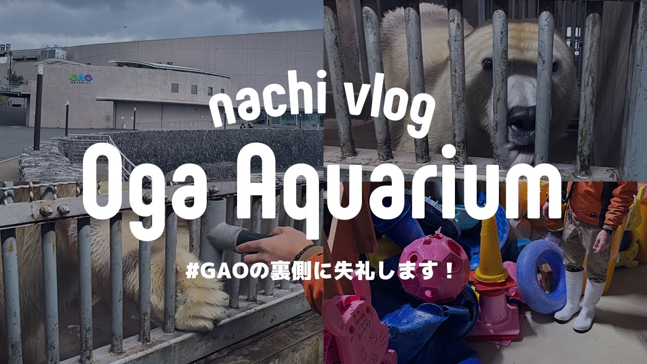 〈 11月イベント⑤ 〉男鹿水族館GAOの裏側に失礼します / フブキが生まれ育った産室へ!! 〈 水族館巡り 〉