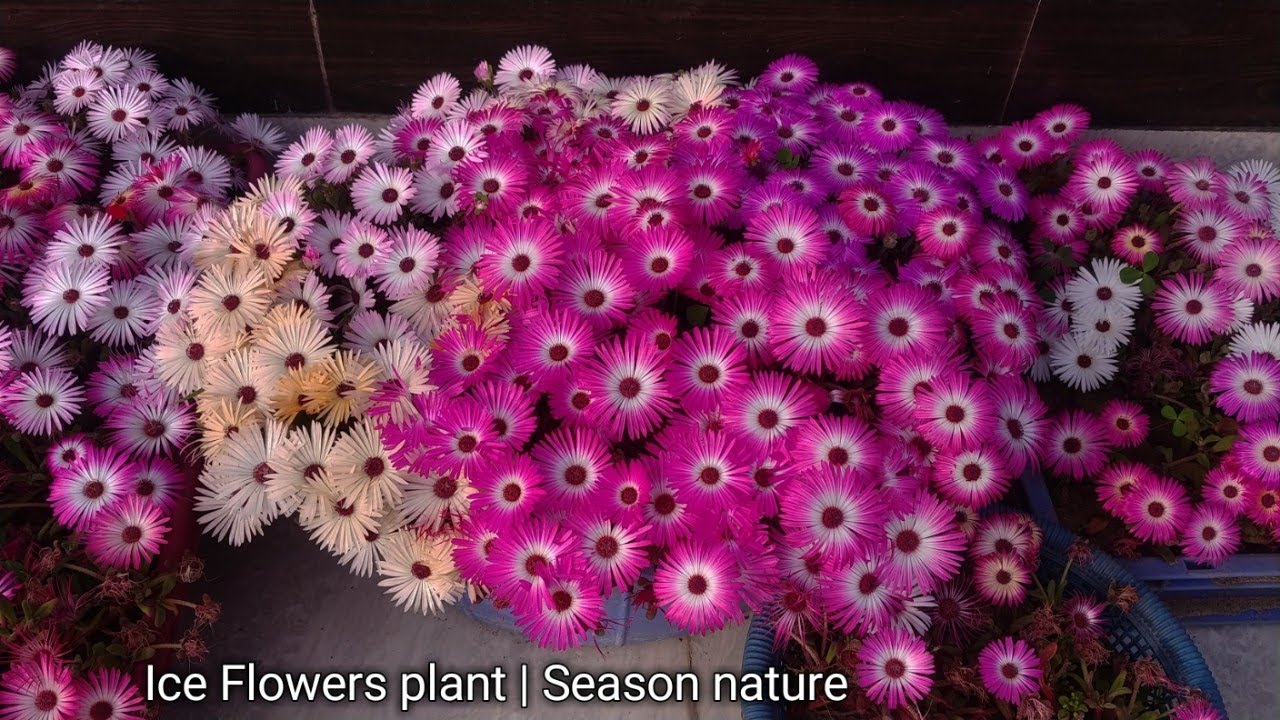 Ice plant flowers grow from seed | आइस प्लांट को बीज से लगाना और उनकी देखभाल | Winter Flowers