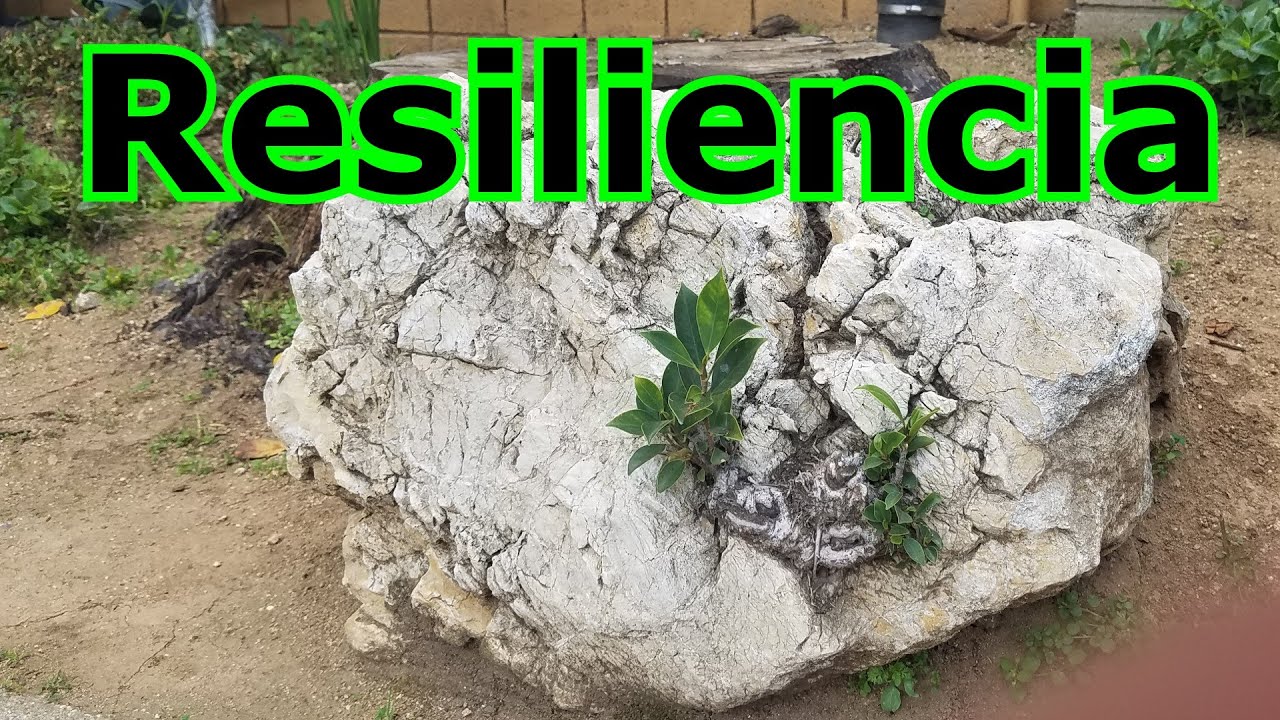 RESILIENTE LAS MEJORES FRASES PARA TENER RESILIENCIA AGUANTE FORTALEZA PERSEVERANCIA PERSISTENCIA