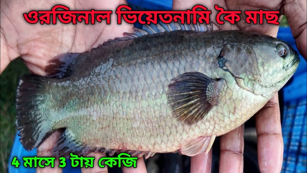 বড় ব্রট মাছ থেকে উৎপাদিত ভিয়েতনামি কৈ মাছের পোনা 01799515226