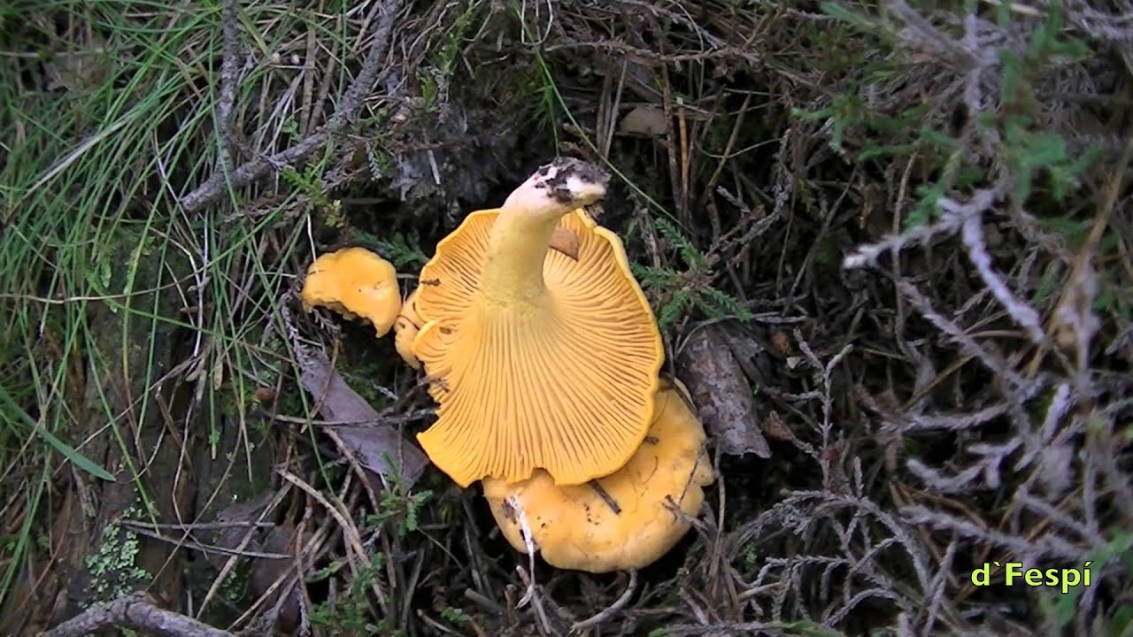 S11-14- -CANTHARELLUS CIBARIUS-  Familia Cantharellaceae-