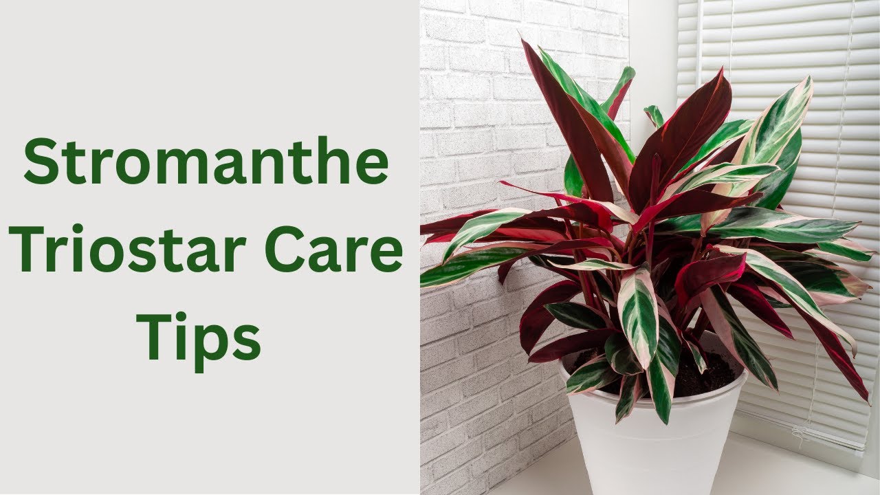 The Ultimate Stromanthe Triostar Care Guide