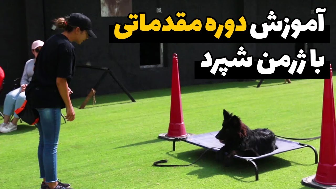 آموزش دوره مقدماتی با ژرمن شپرد ( همراه با دنیز )