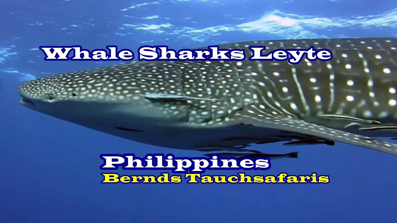 Whale Sharks Philippines: Dive Safari to South Leyte (No Mass Tourism)