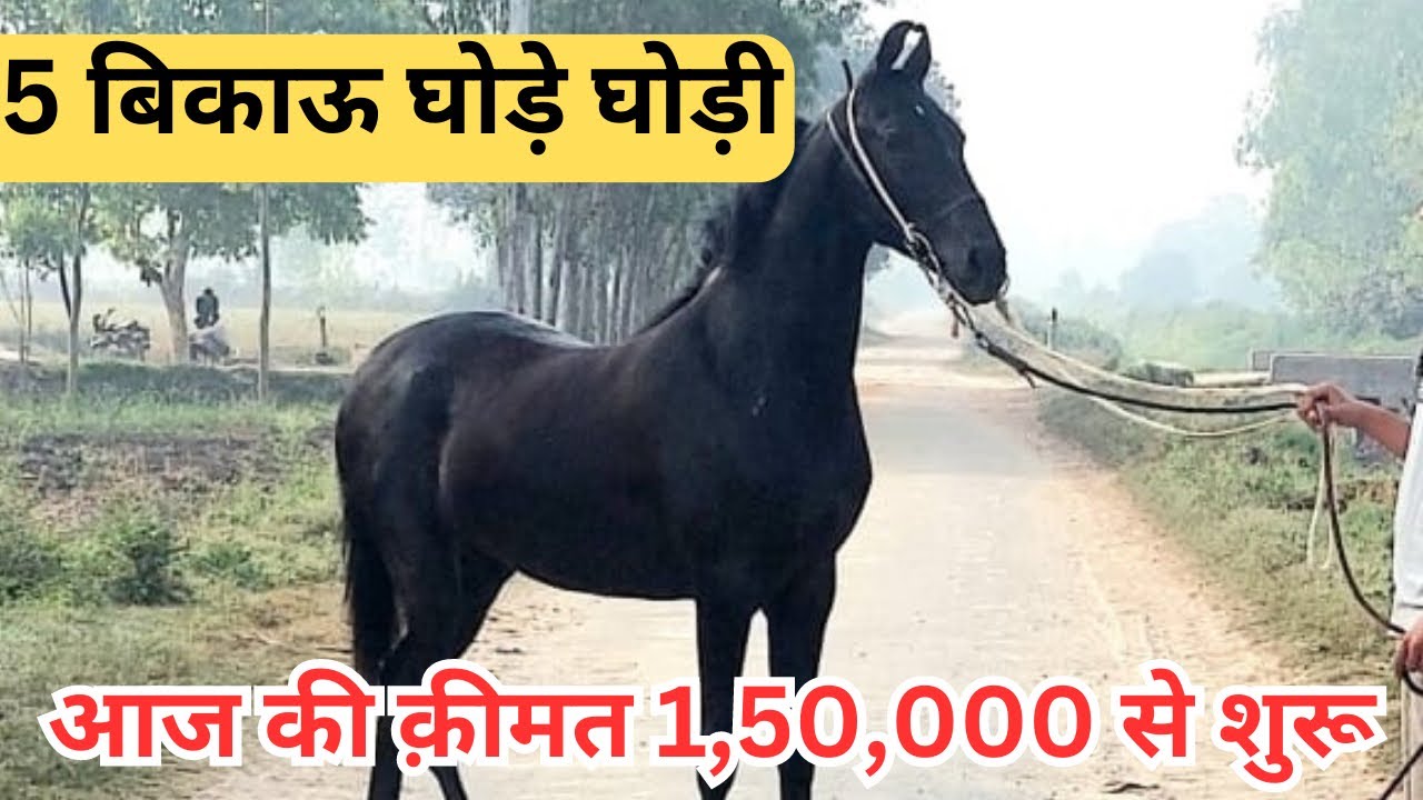 3 marwari filly’s , 1 mare and 1 stallion for sale in best price #marwarihorse #horseforsale