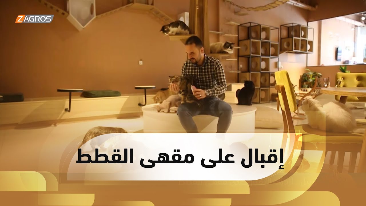 أربيل .. ازدياد الإقبال على مقهى القطط