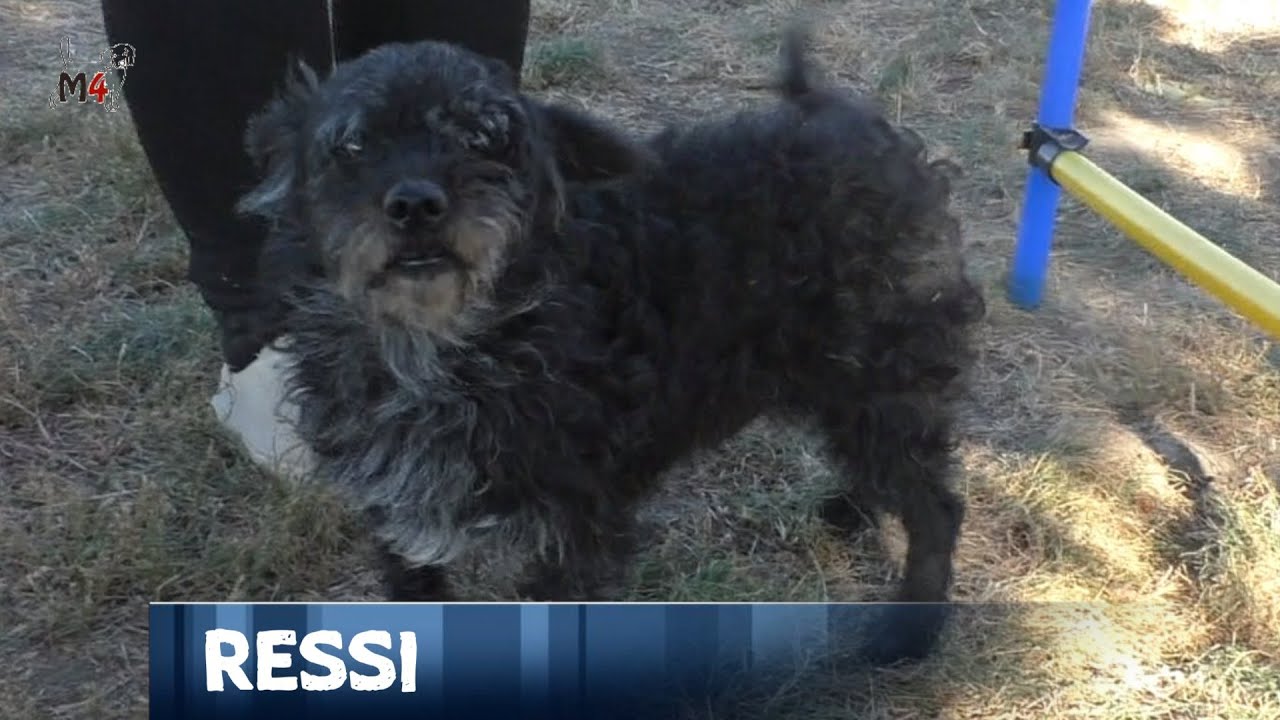 Mentor4dogs- RESSI, glücklich vermittelt 11/25