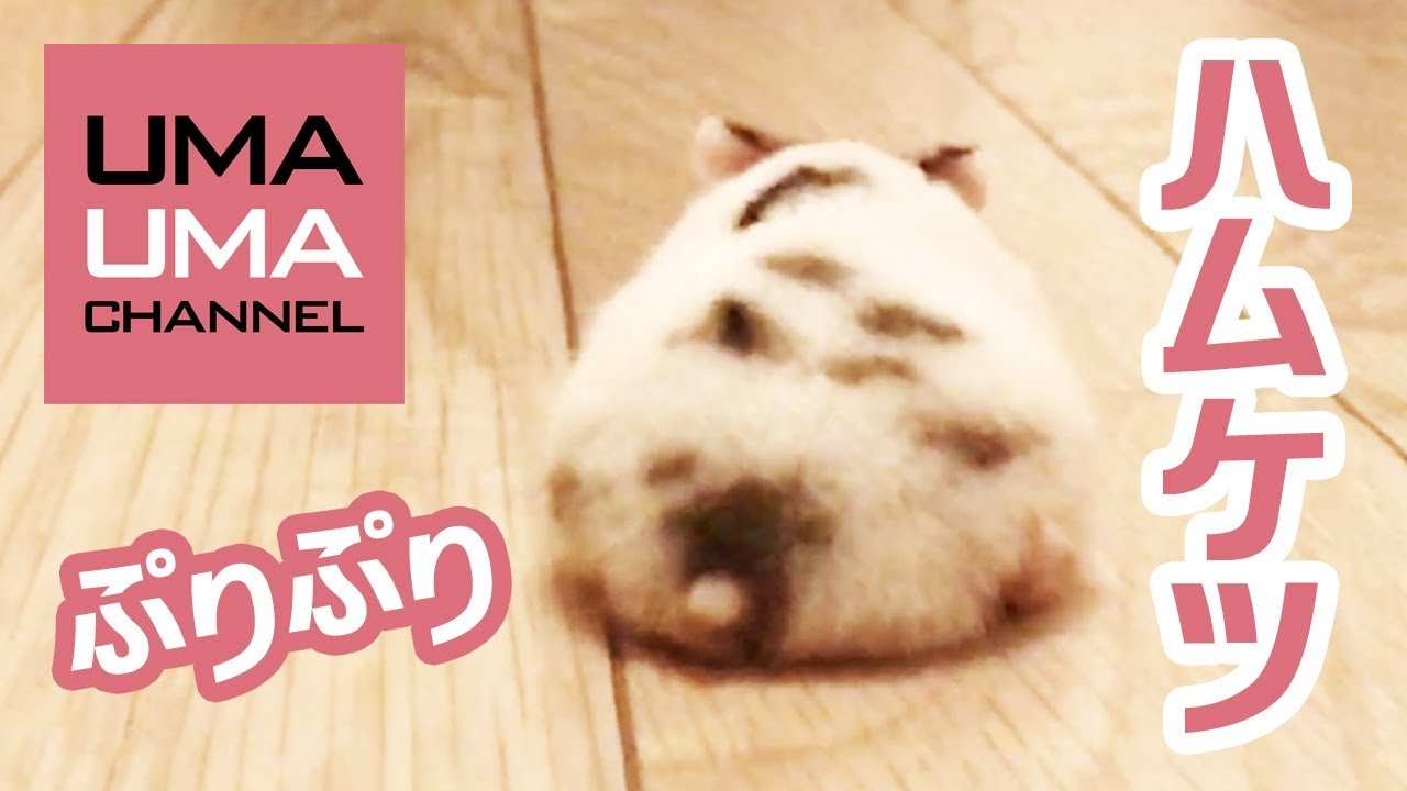 ハムケツをひたすら愛でる動画【うまる#14】A hamster&rsquo;s cute his butt