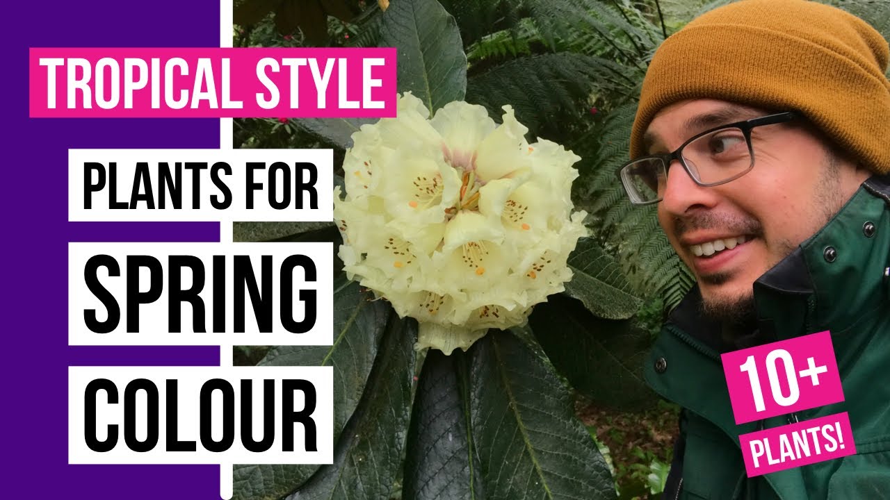 Tropical style plants for spring colour.