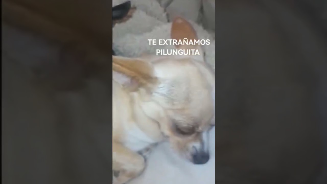 MI PILUNGUITA La epilepsia me la arrebato a los 2 meses