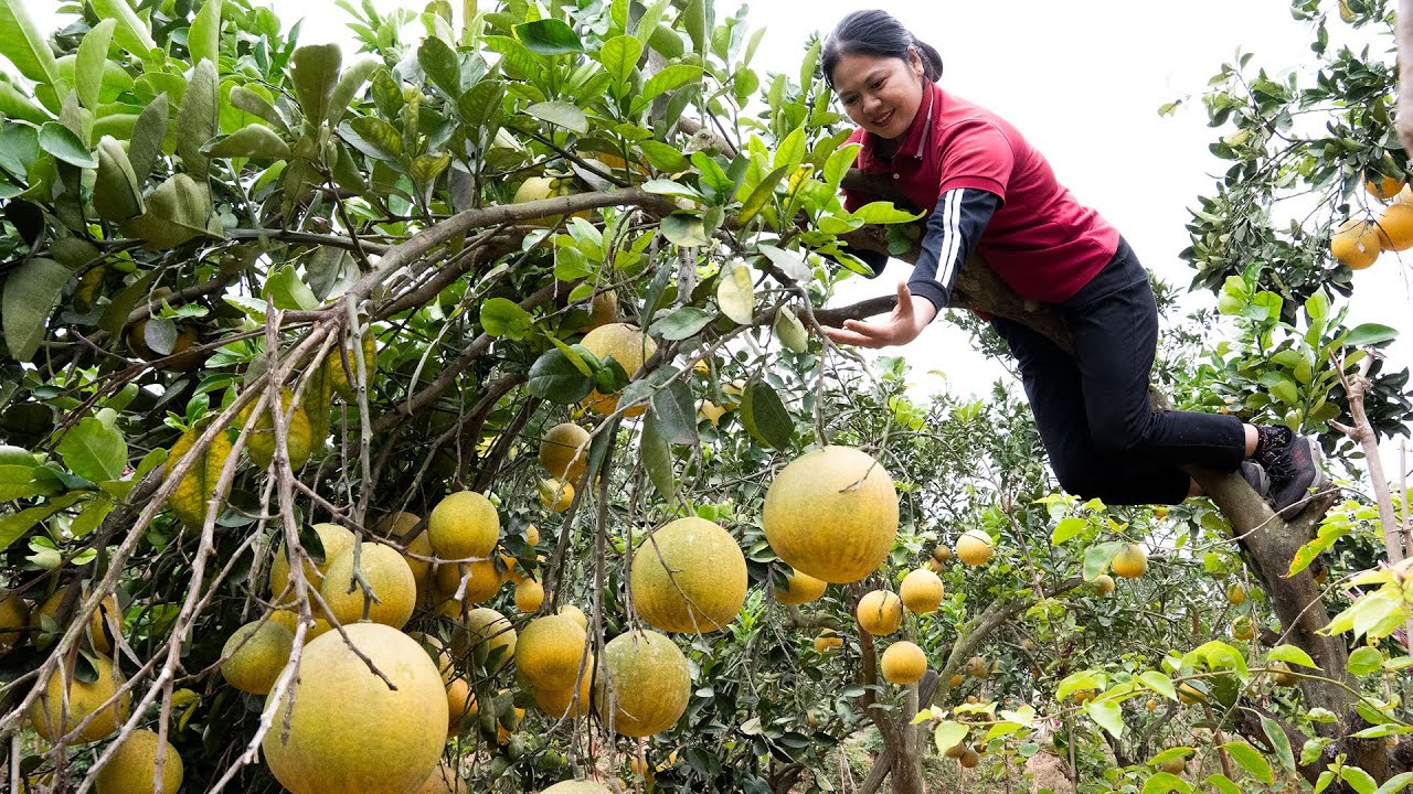 TIMELAPSE -- Harvest 1000+ Green Grapefruit & Stone Plum, Go to Market Sell | Rural Life