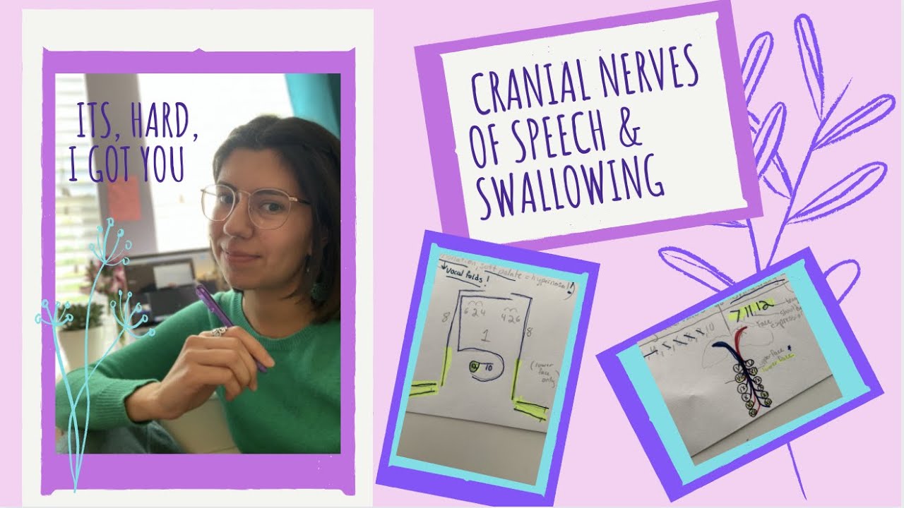 Cranial Nerves For SLP Students| UMN Innervation Related to Speech| Neuro Basics