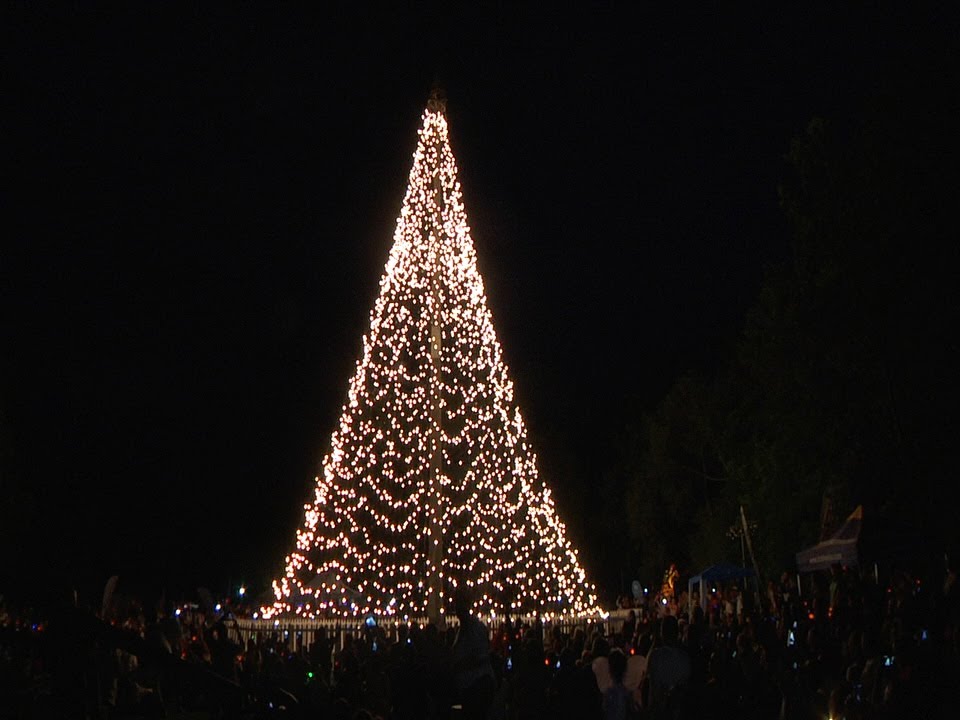 Tree of Light at the Johannesburg Zoo with Wits Hospice & The Star