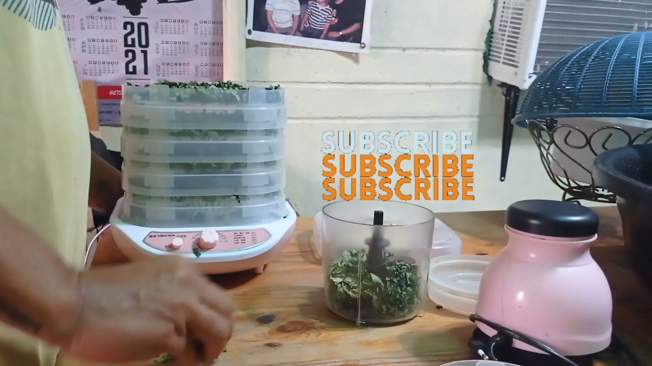 Dehydrating Malunggay/Moringa Leaves