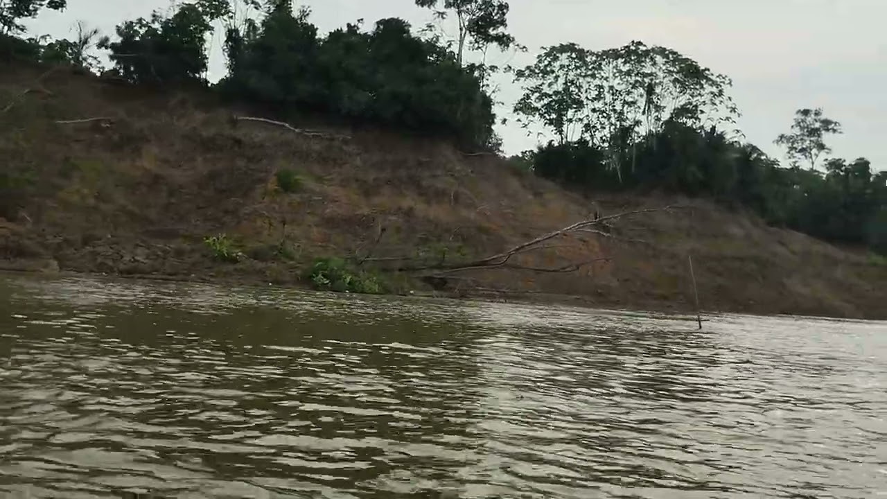 Mesmo com a grande seca no Amazonas o nosso Rio Purus continua resistindo. Canutama 22/10/23