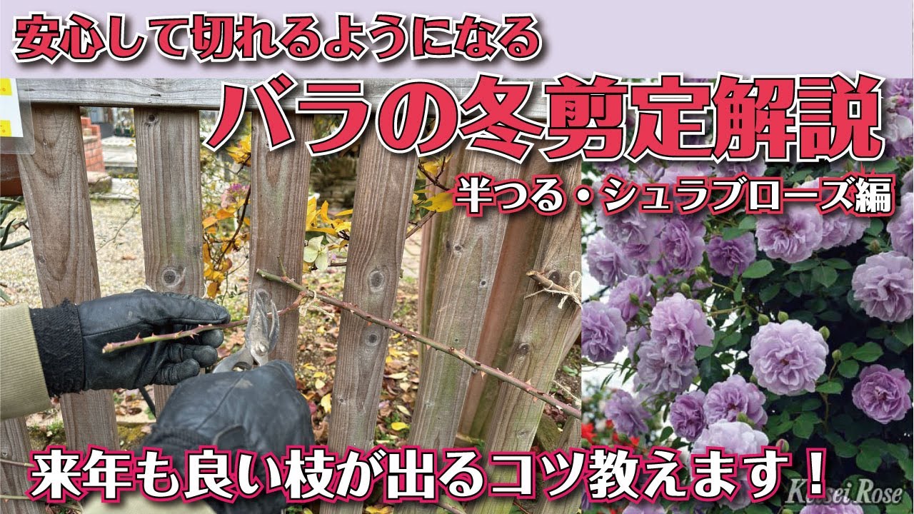 【バラの冬剪定】悩まず作業できるコツを解説します！