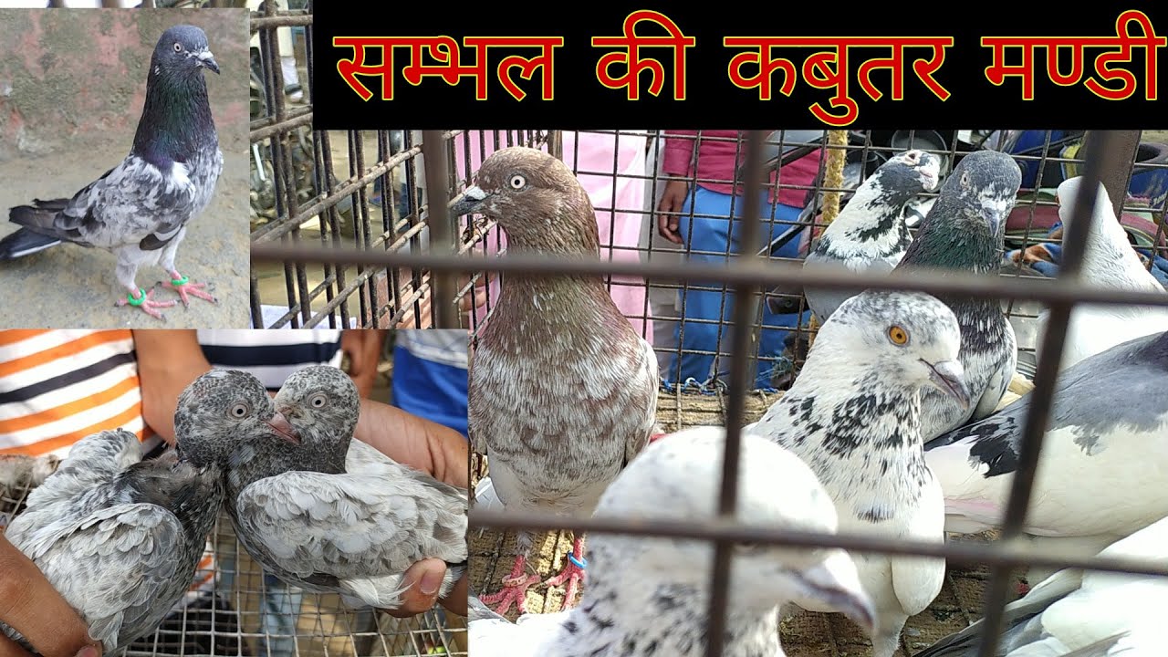 Kabootar market Sambhal UP.  सम्भल का कबुतर बाज़ार।
