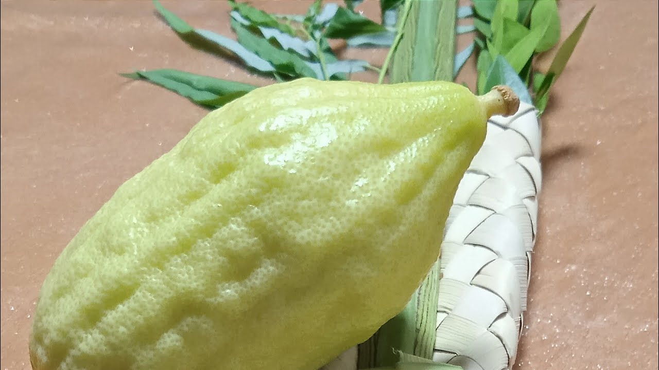 קשירת ארבעת המינים | בנימין שוקרון