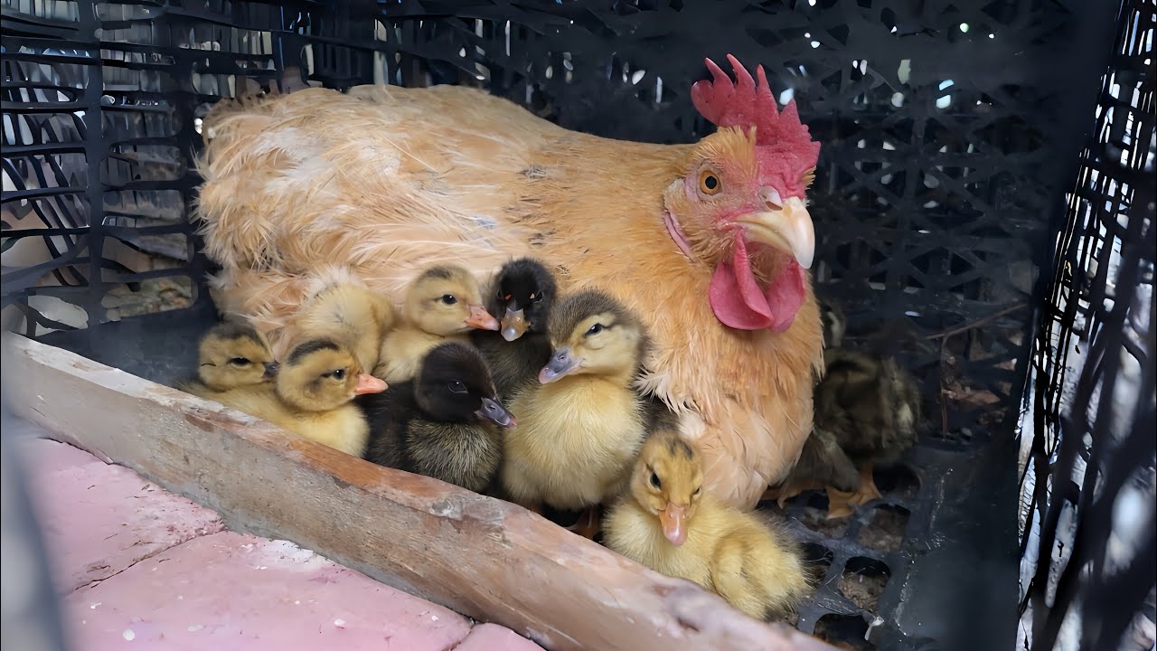Hen Adopts 20 Ducklings After Their Mother Was Taken by a Wild Cat