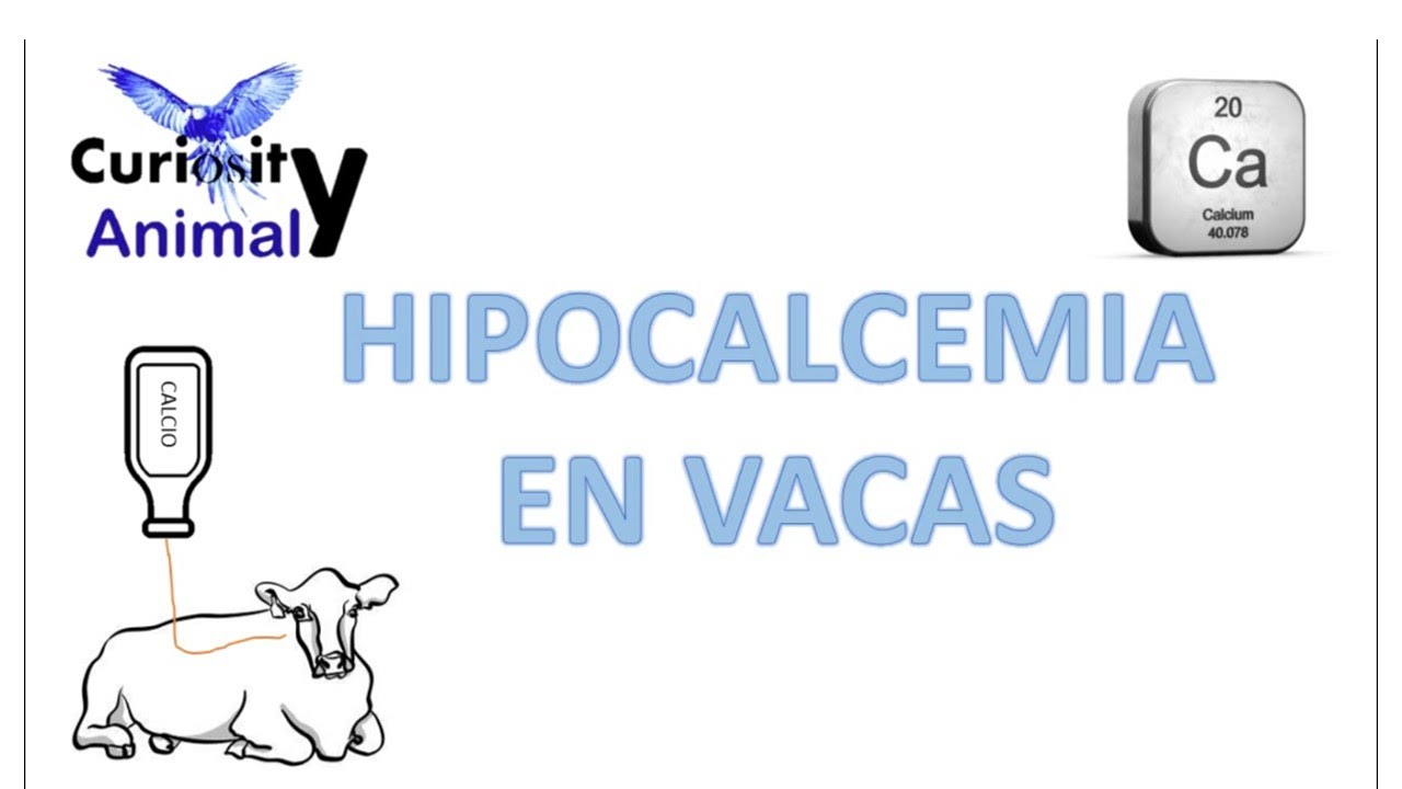 HIPOCALCEMIA EN VACAS (Fisiopatología,  tratamiento, y como entender esta patología)