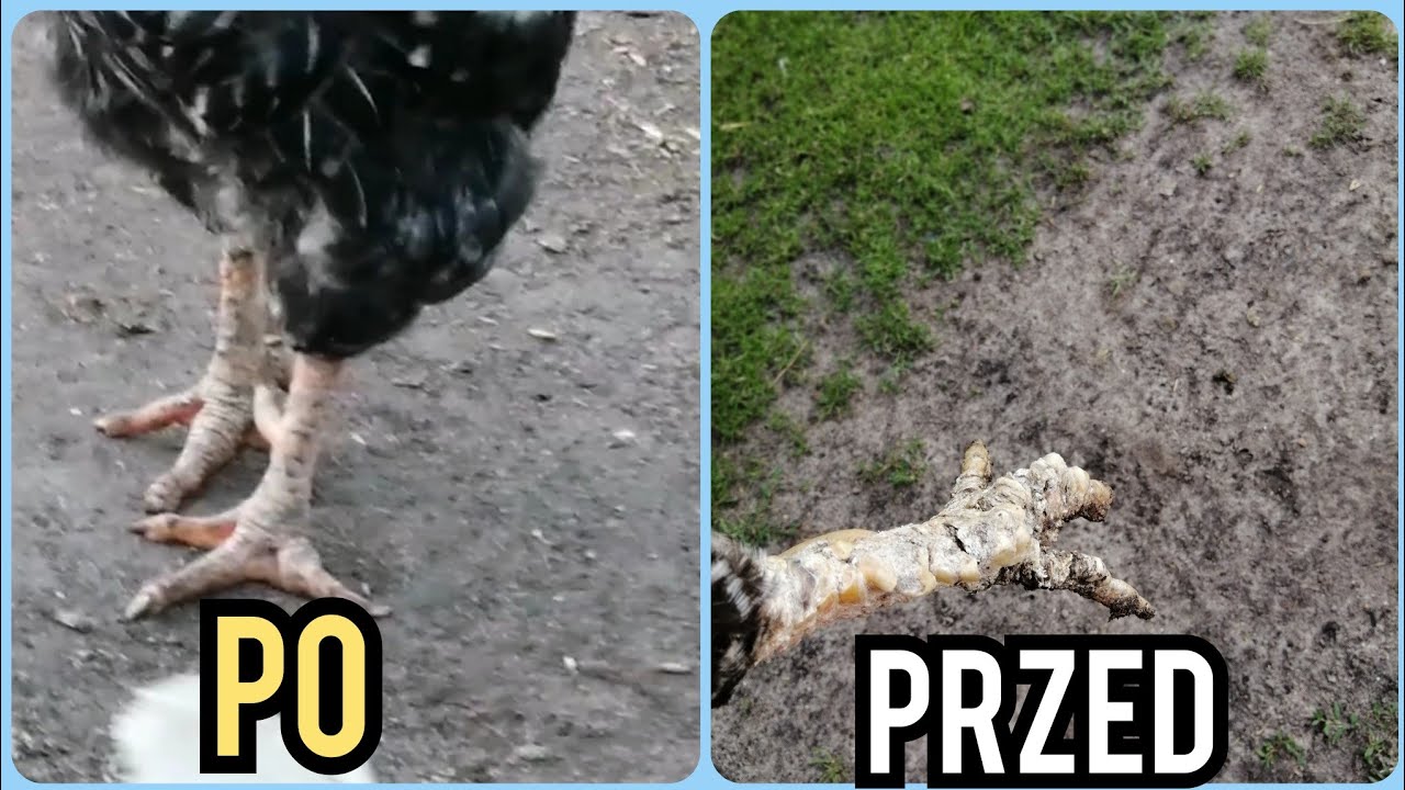 Efekty WYLECZENIA świerzbowca!