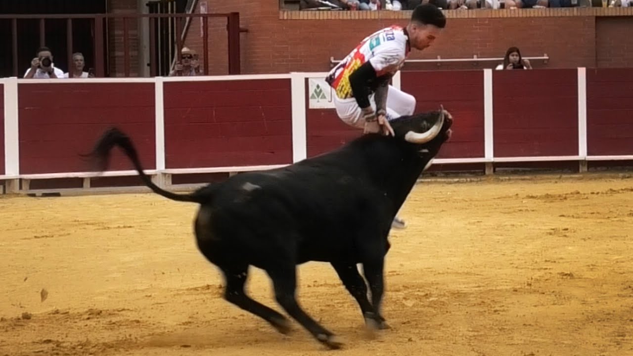 Nava del Rey Concurso de Recortes con Toros Bravos 2023