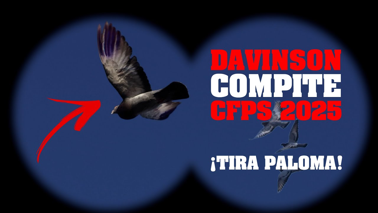 Palomo Gavilan de Davinson 💥TIRA PALOMA💥 - CFPS 2025