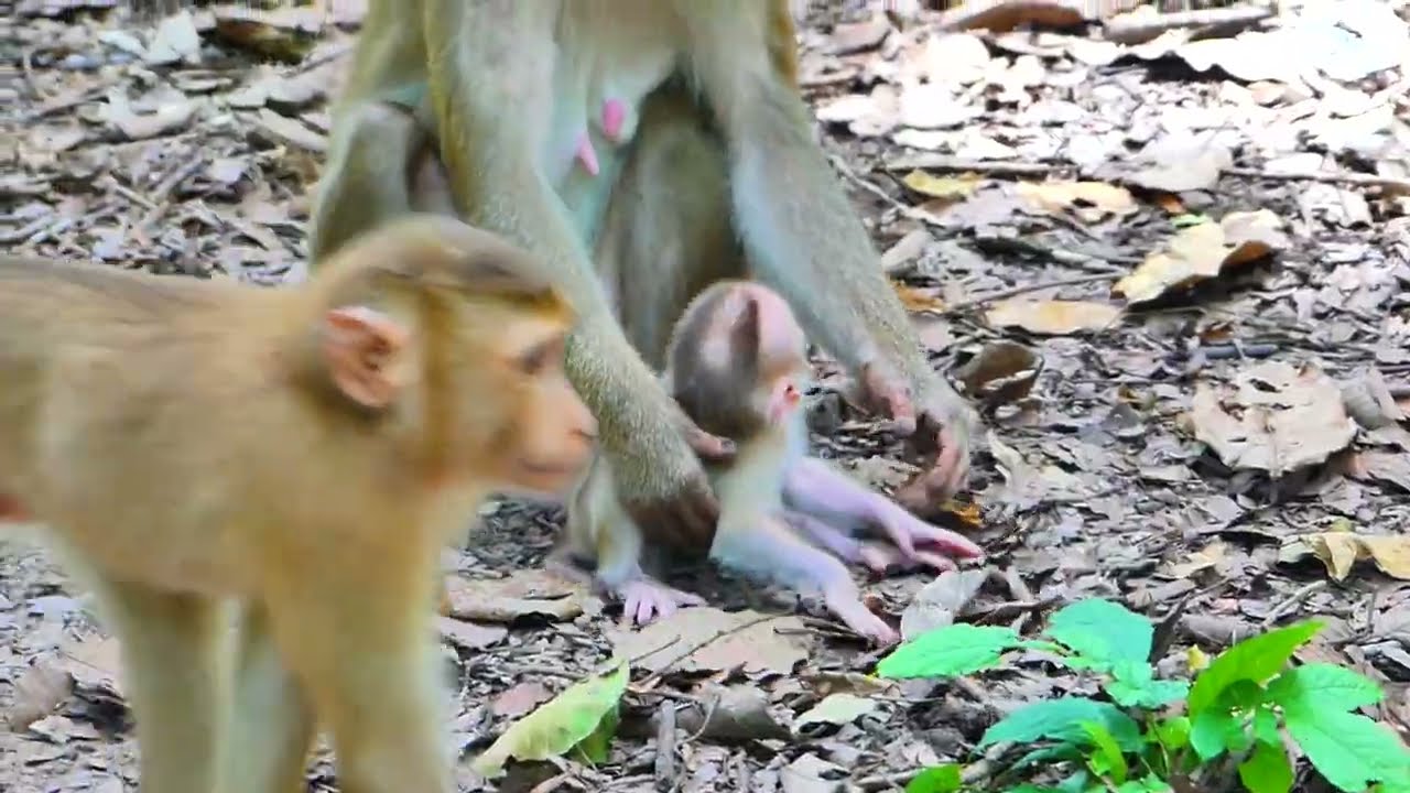 Lily cries Call Mom help while Joyce bit her🐒​ Libby & RB give Joyce some painful lessons to Joyce.