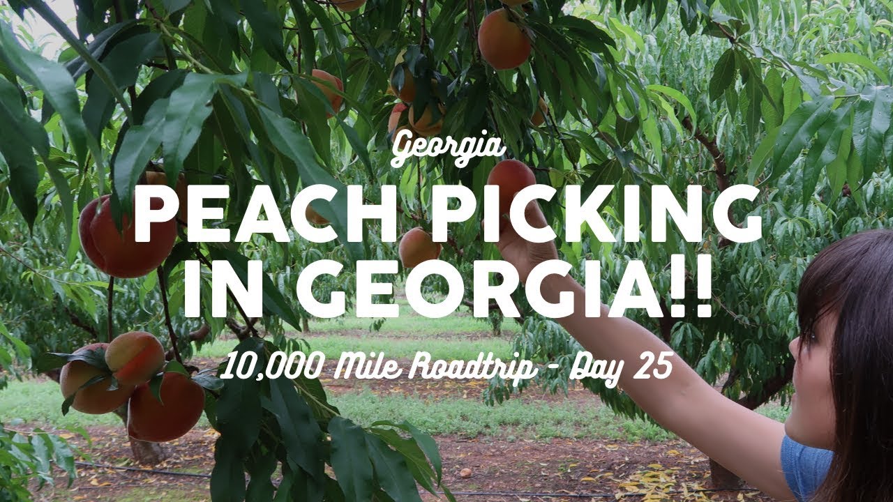 Peach Picking in Georgia | 10K Road Trip Vlog Day 25