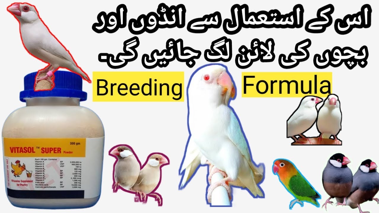 Best Multivitamins For All Birds | Vitasol Super For All Birds and Java Finch |Best Breeding Formula