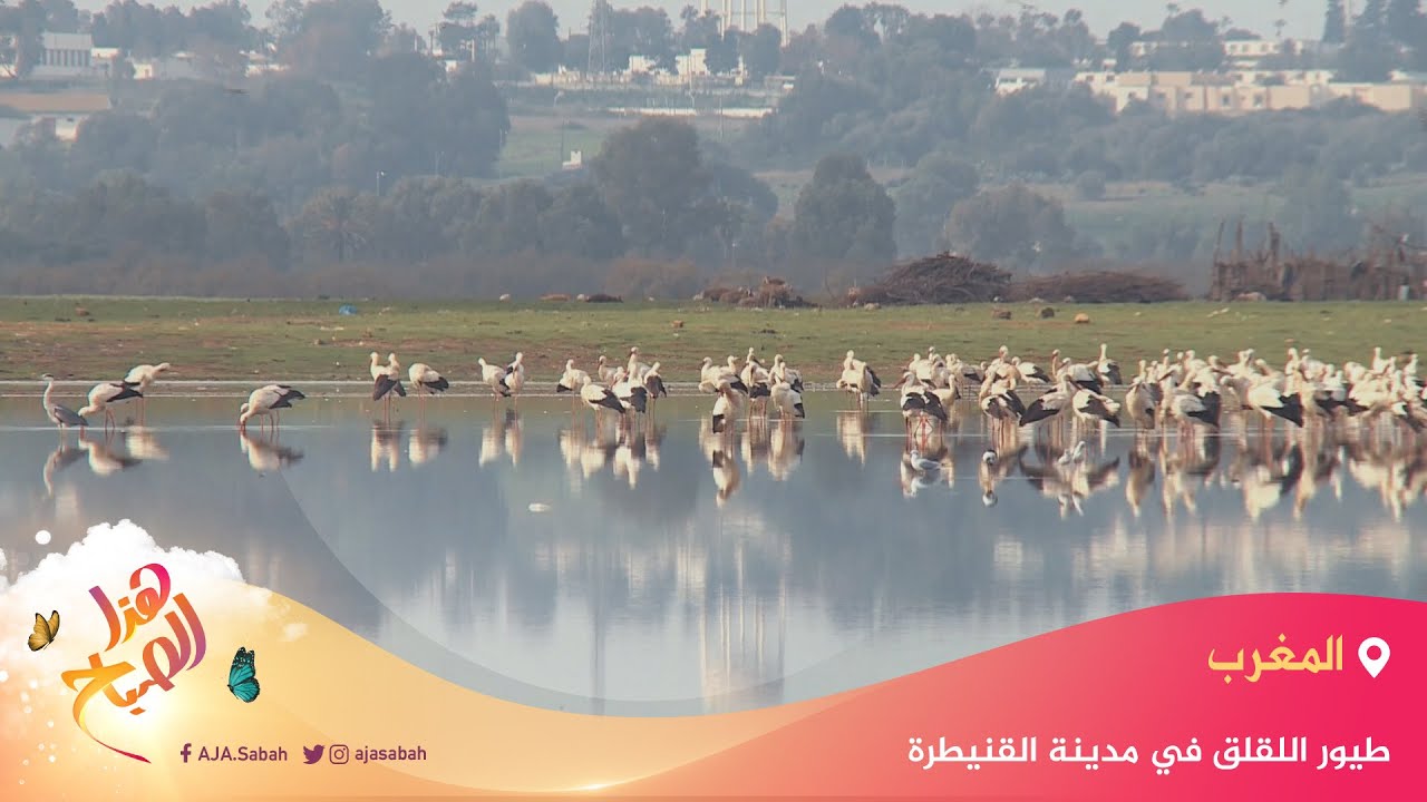 🌅 هذا الصباح - حالة عشق بين طيور اللقلق ومدينة القنيطرة المغربية