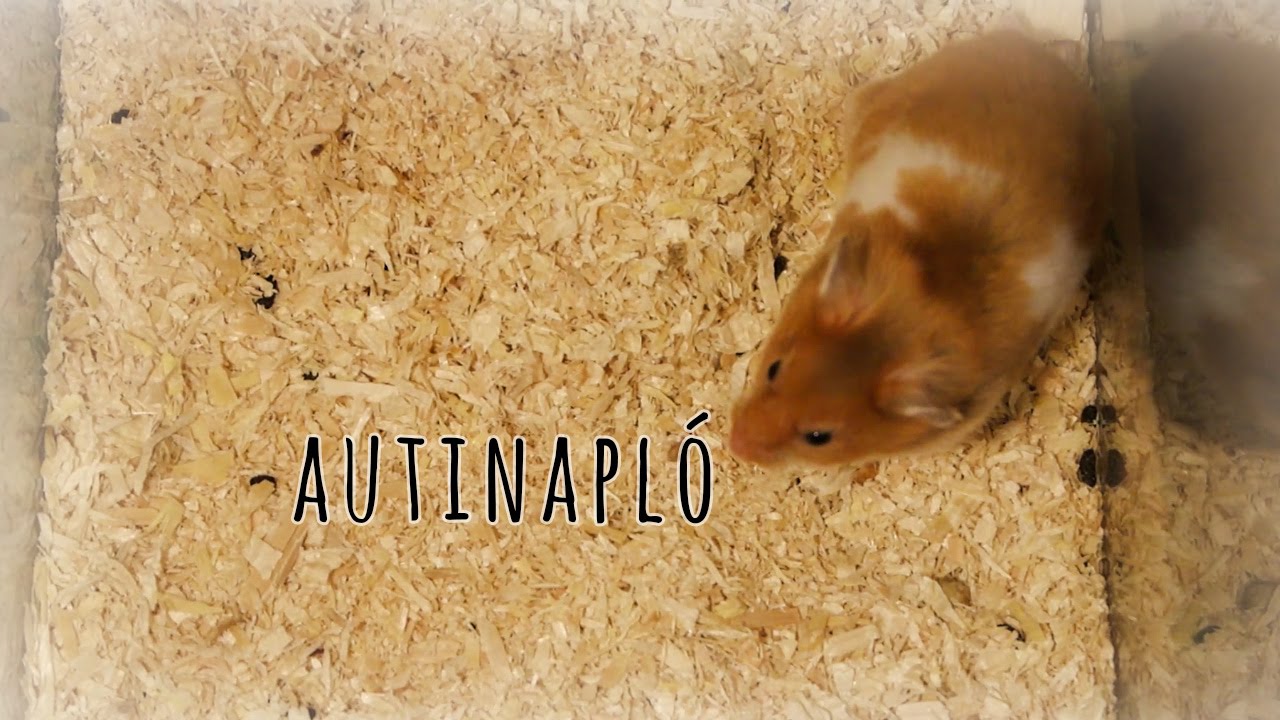 Kommunikáció meg ilyenek - autista módra