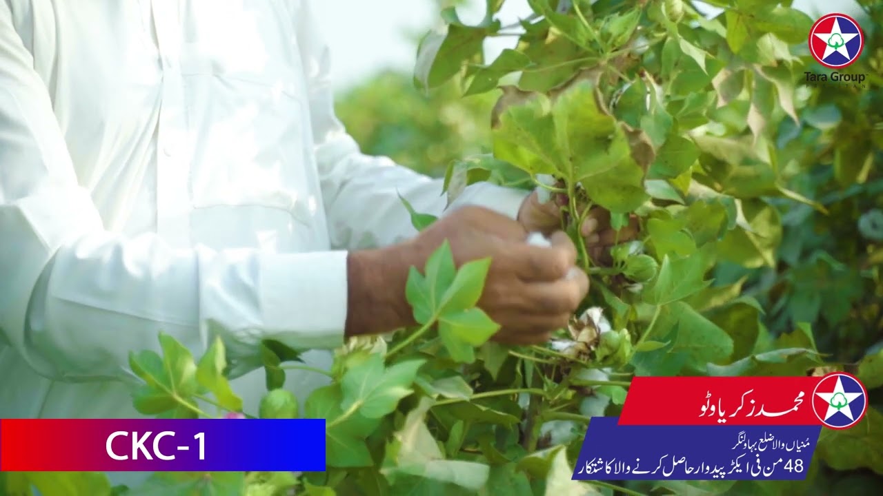 CKC-1 Cotton Seed (Tara Group)