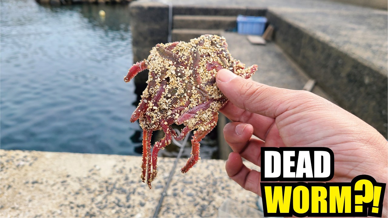 I Revived a Dead Worm and Caught an Unbelievable Fish at the Harbor