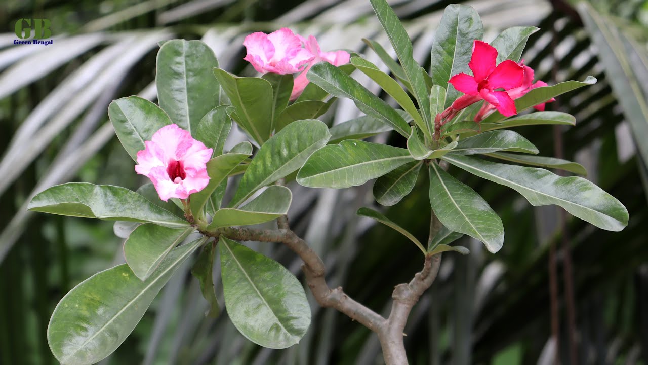 Adenium grafting with update