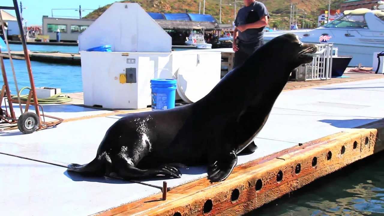 Sea Lion Jumps on Our Boat!