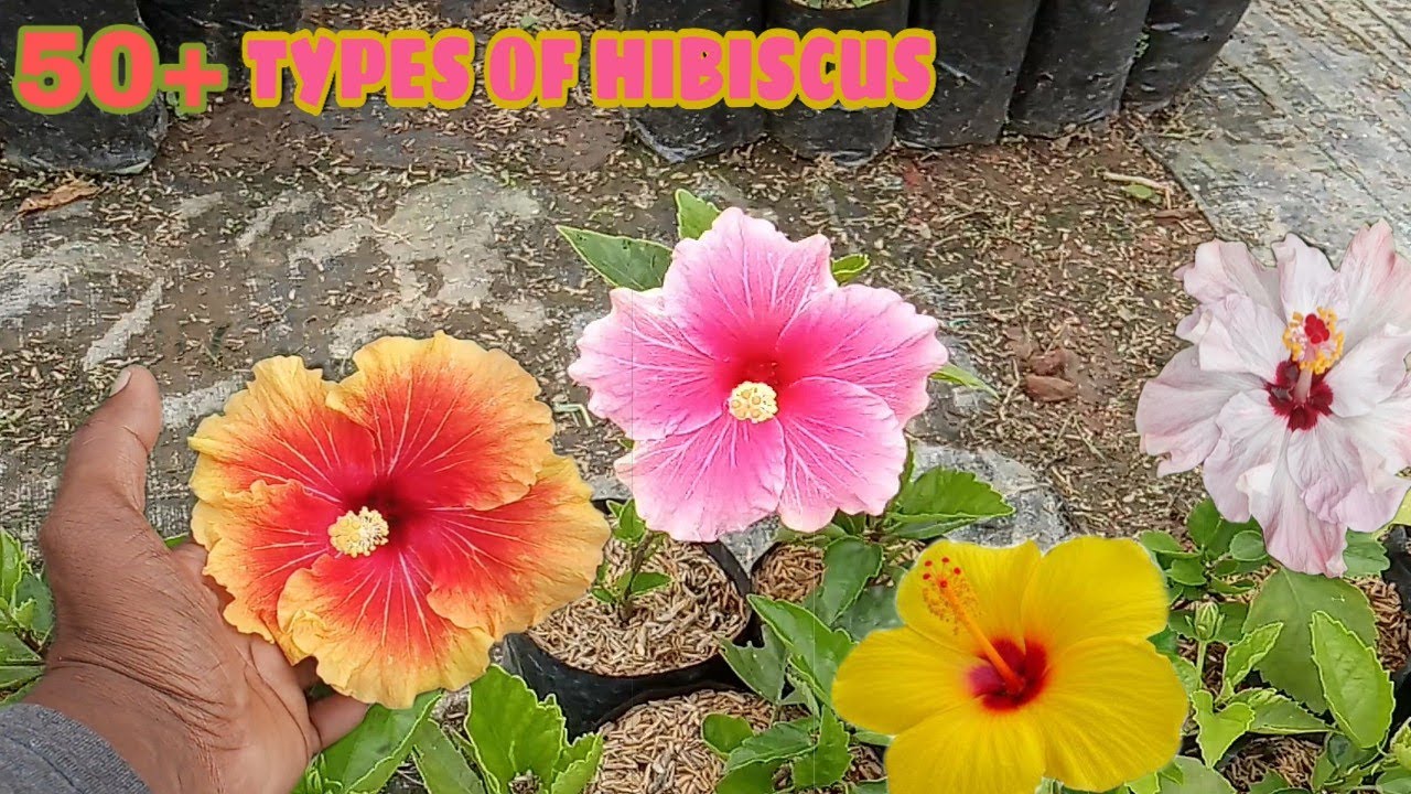 50+ Variety Of Hibiscus In Puspanjali Nursery Kharagpur